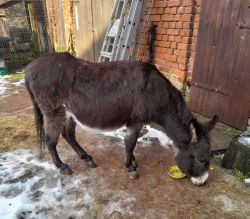 Auf dem Gnadenhof in Kolrep leben unter anderem Katzen, Hunde und ein Esel. Ihnen wird die Spende zugute kommen.  Fotos: privat